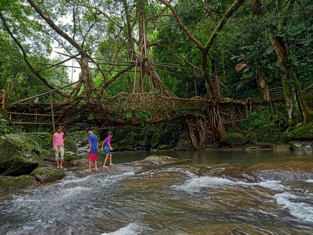 Living root bridge