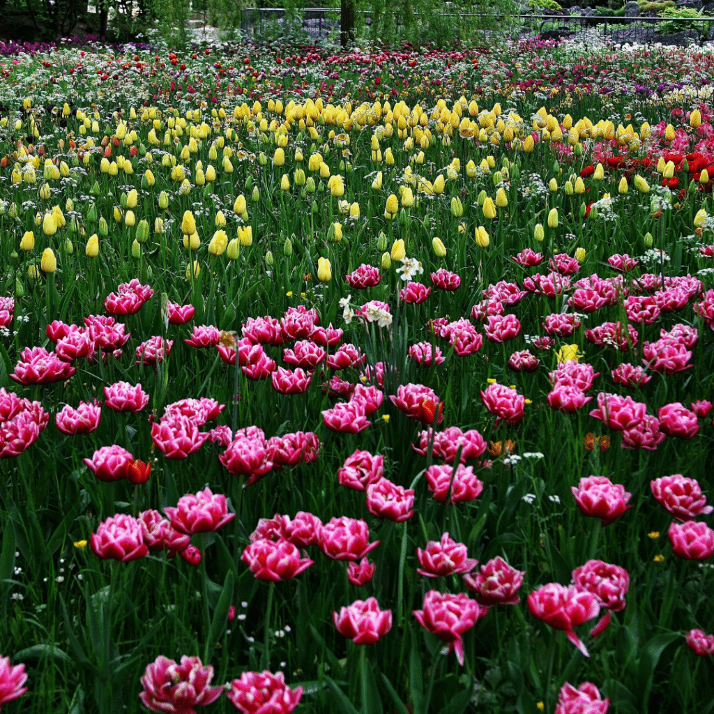 kashmir holiday guide